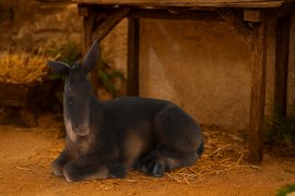 Figura magarac - LIG3075